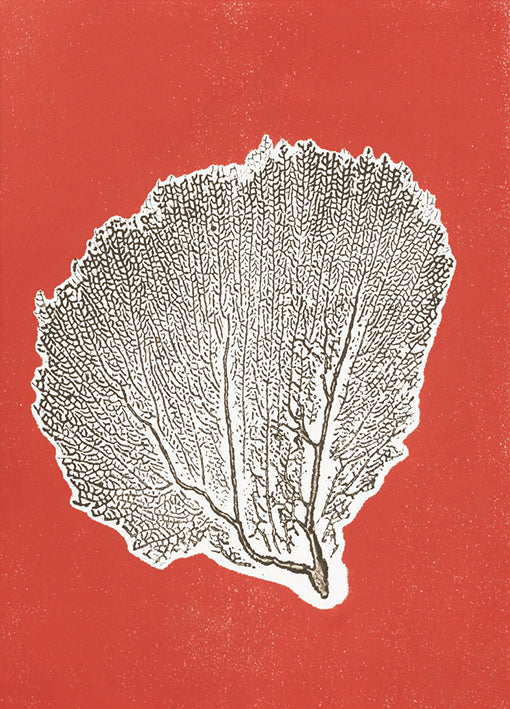 86282 Sea Fan 9, by Briggs, available in multiple sizes