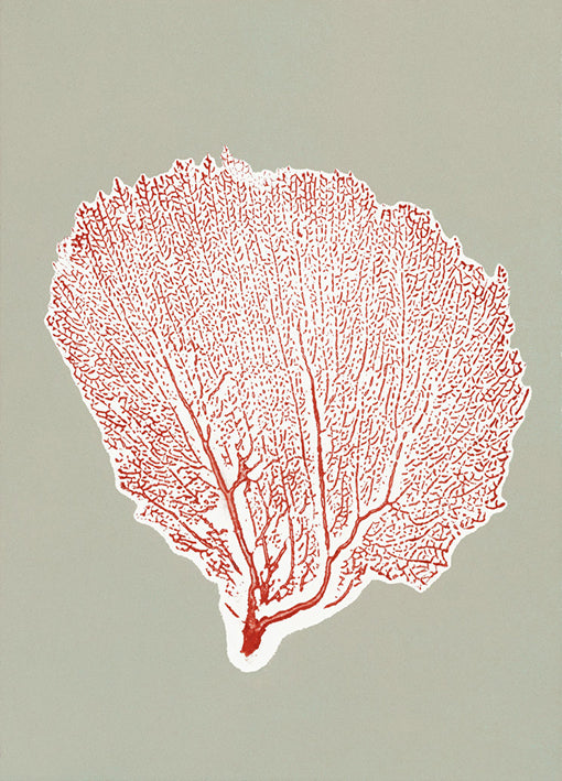 86284 Sea Fan 11, by Briggs, available in multiple sizes