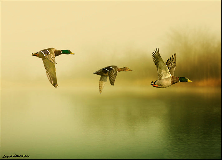 CARCAS105256 Ducks Flying, by Carlos Casamayor, available in multiple sizes