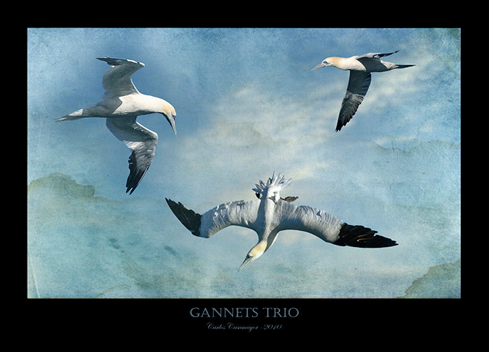 CARCAS93492 Gannets Trio, by Carlos Casamayor, available in multiple sizes