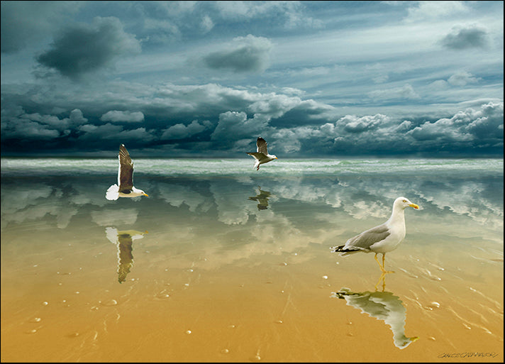 CARCAS94016 Seagulls on the Beach, by Carlos Casamayor, available in multiple sizes - Chamton