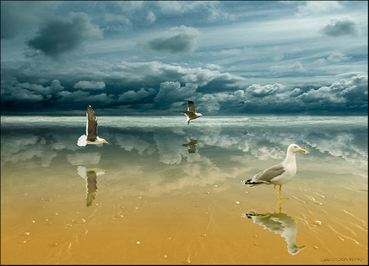 CARCAS94016 Seagulls on the Beach, by Carlos Casamayor, available in multiple sizes - Chamton