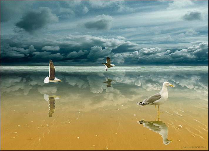 CARCAS94016 Seagulls on the Beach, by Carlos Casamayor, available in multiple sizes