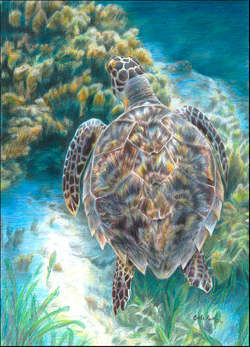 CARKUR106897 Swimming Turtle, by Carla Kurt, available in multiple sizes