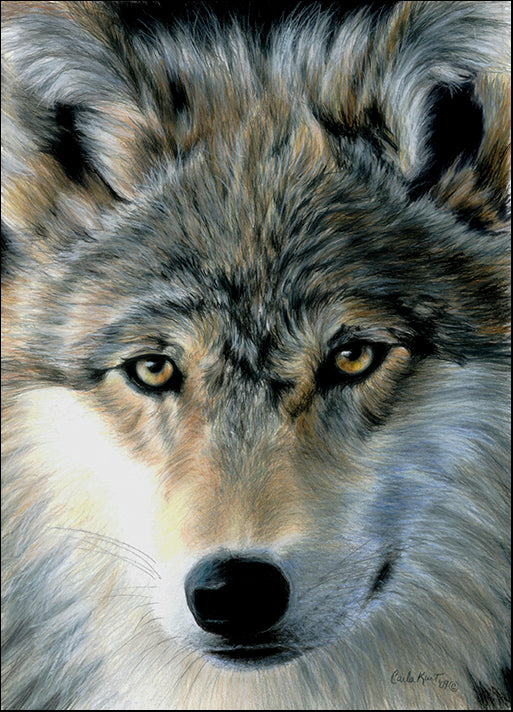 CARKUR98334 Young Wolf, by Carla Kurt, available in multiple sizes