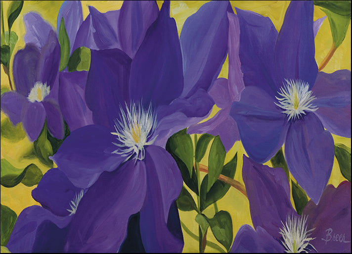 CATBRE124157 Clematis, by Catherine Breer, available in multiple sizes