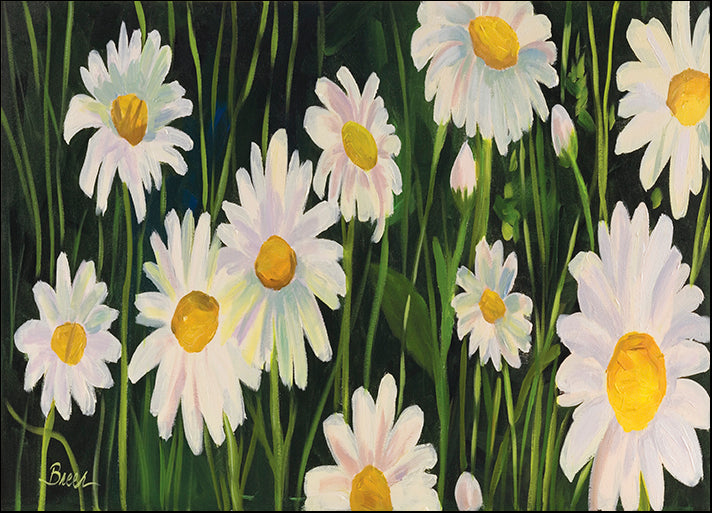 CATBRE124162 Daisies, by Catherine Breer, available in multiple sizes