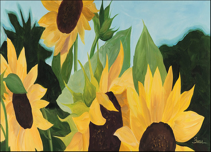 CATBRE124175 Sunflowers, by Catherine Breer, available in multiple sizes