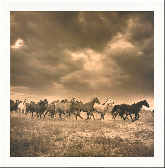 CA 12455 Remuda 6 by Adam Jahiel 45x61cm on paper