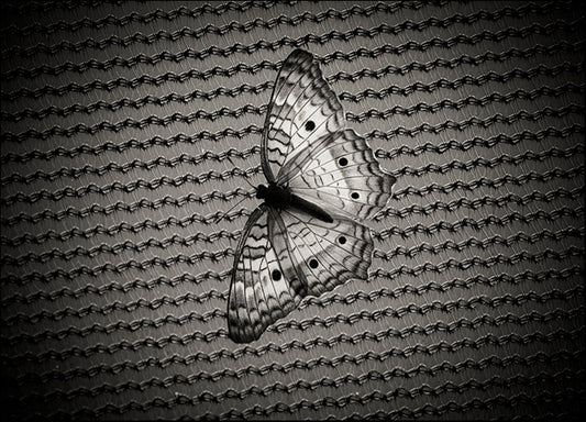 CHRMOY114517 Butterfly Contrast, by Chris Moyer, available in multiple sizes - Chamton