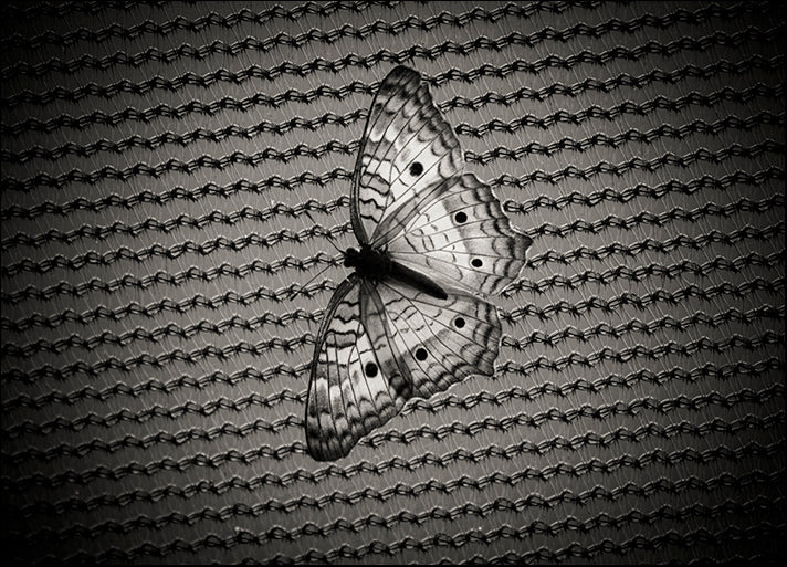 CHRMOY114517 Butterfly Contrast, by Chris Moyer, available in multiple sizes