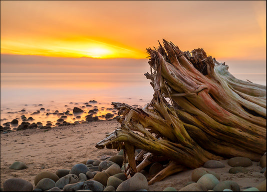 CHRMOY114523 Driftwood Sunset, by Chris Moyer, available in multiple sizes - Chamton