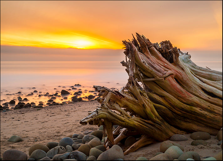 CHRMOY114523 Driftwood Sunset, by Chris Moyer, available in multiple sizes