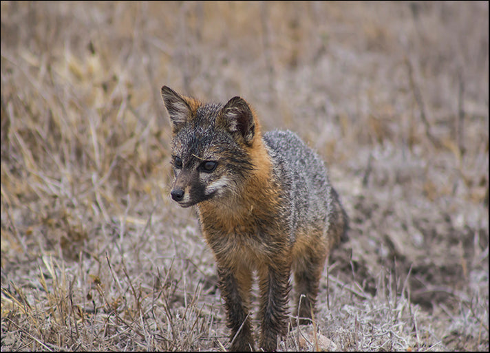 CHRMOY114539 Island Fox, by Chris Moyer, available in multiple sizes - Chamton