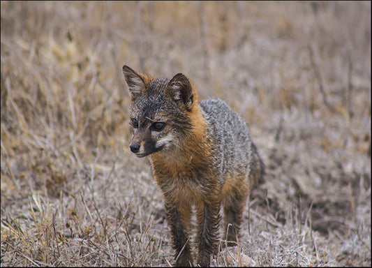 CHRMOY114539 Island Fox, by Chris Moyer, available in multiple sizes - Chamton