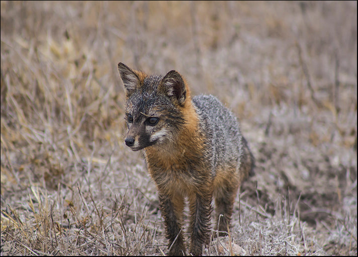 CHRMOY114539 Island Fox, by Chris Moyer, available in multiple sizes