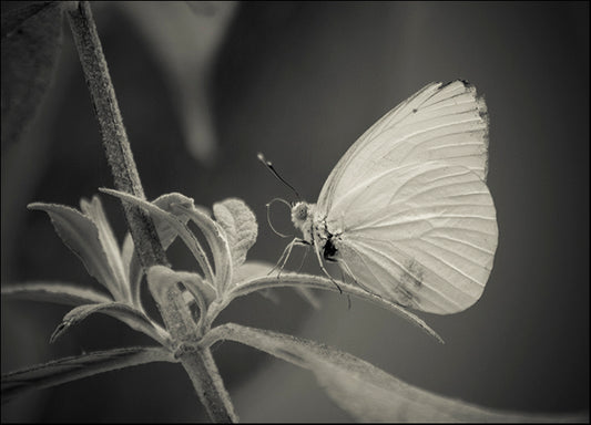 CHRMOY114569 Patiently Wait, by Chris Moyer, available in multiple sizes