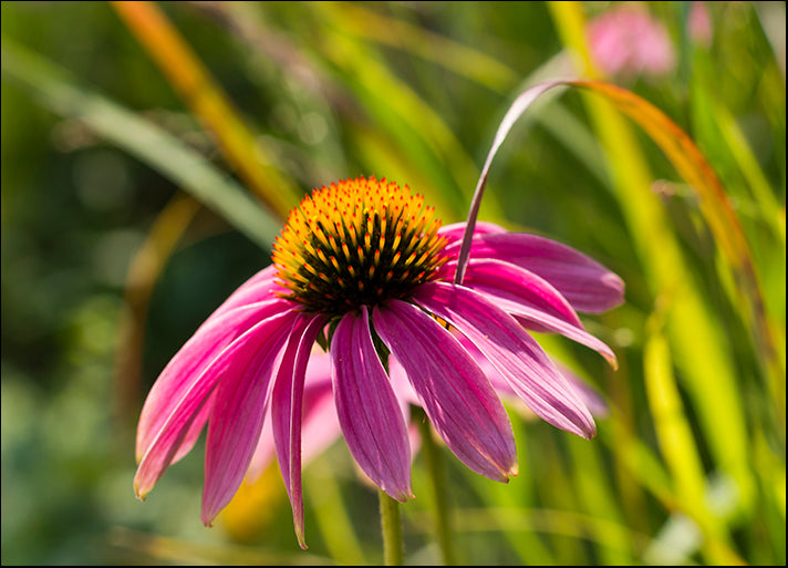 CHRMOY114576 Pink Umbrella, by Chris Moyer, available in multiple sizes