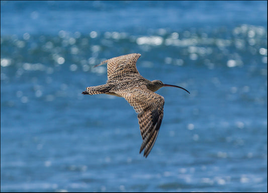 CHRMOY114600 Swooping Over, by Chris Moyer, available in multiple sizes