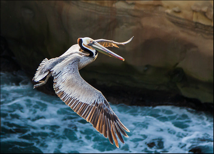 CHRMOY115483 Pelican Flight, by Chris Moyer, available in multiple sizes