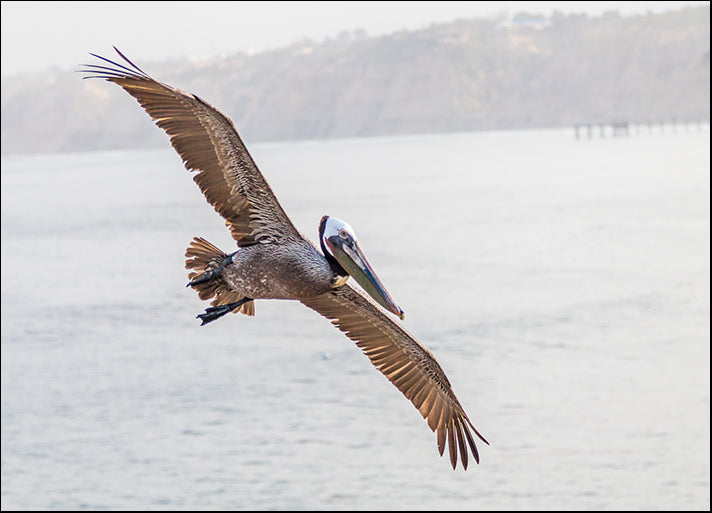 CHRMOY115484 Pelican Spread, by Chris Moyer, available in multiple sizes