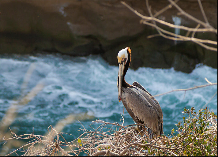 CHRMOY115485 Pelican Stare, by Chris Moyer, available in multiple sizes