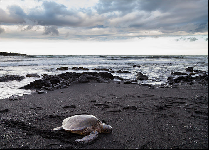 CHRMOY121095 Black Sand Honu, by Chris Moyer, available in multiple sizes