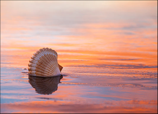 CHRMOY126619 Shellflection, by Chris Moyer, available in multiple sizes - Chamton