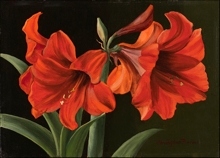 CHRPIE98118 Amaryllis, by Christopher Pierce, available in multiple sizes