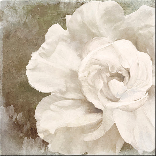 COLBAK111727 Petals Impasto II, by Color Bakery, available in multiple sizes