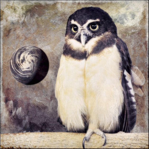 COLBAK112624 Moon Owl, by Color Bakery, available in multiple sizes