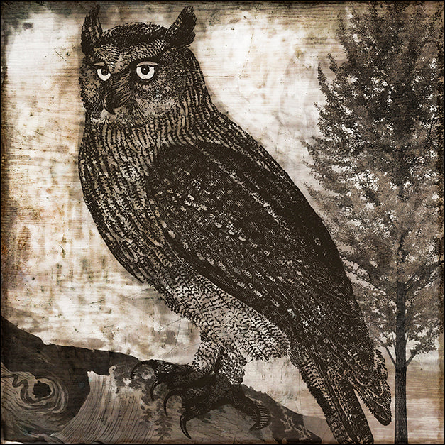 COLBAK112627 Owl 2, by Color Bakery, available in multiple sizes