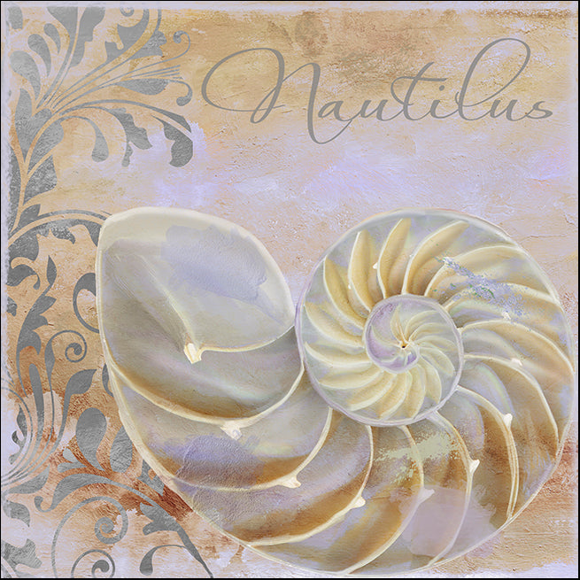 COLBAK114625 Nautilus, available in multiple sizes - Chamton
