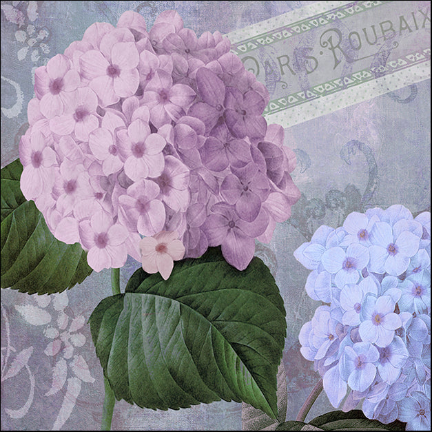 COLBAK115222 Hortensia 2, by Color Bakery, available in multiple sizes - Chamton