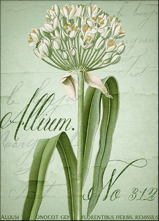 COLBAK116158 Allium I, by Color Bakery, available in multiple sizes