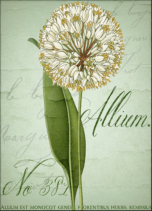 COLBAK116159 Allium II, by Color Bakery, available in multiple sizes