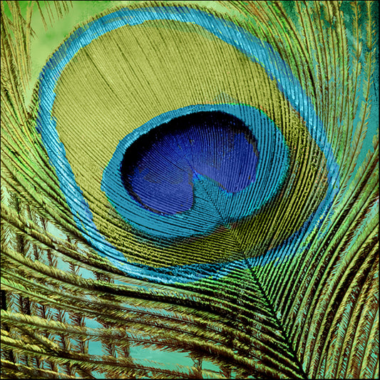 COLBAK118729 Peacock Candy V, by Color Bakery, available in multiple sizes