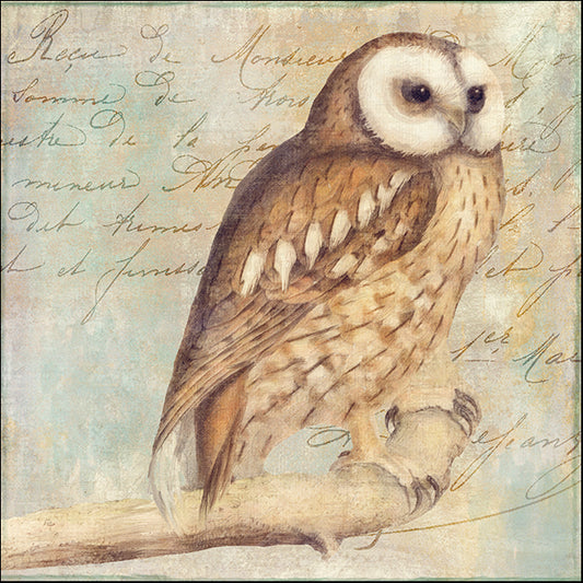 COLBAK120878 White-Faced Owl, by Color Bakery, available in multiple sizes