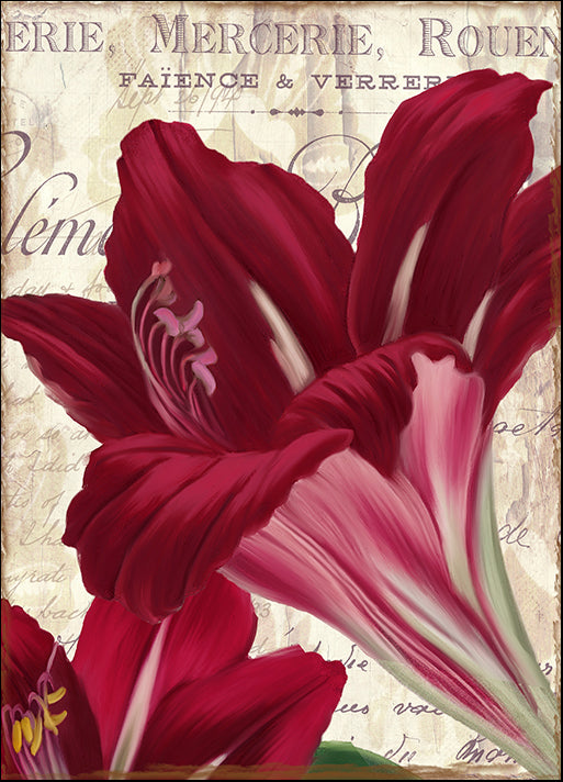 COLBAK121933 Amaryllis, by Color Bakery, available in multiple sizes