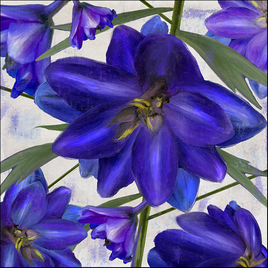 COLBAK126725 Delphine I, by Color Bakery, available in multiple sizes - Chamton