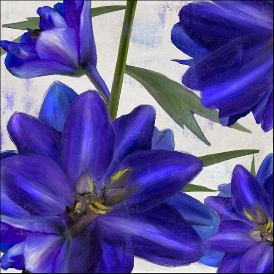 COLBAK126726 Delphine II, by Color Bakery, available in multiple sizes