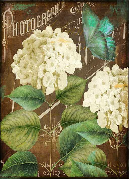 COLBAK135888 Alabaster Hydrangea, by Color Bakery, available in multiple sizes - Chamton