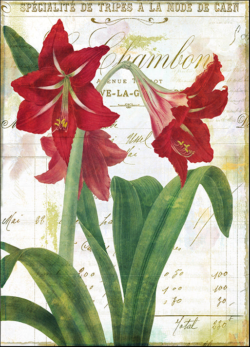 COLBAK135895 Peppermint Amaryllis, by Color Bakery, available in multiple sizes