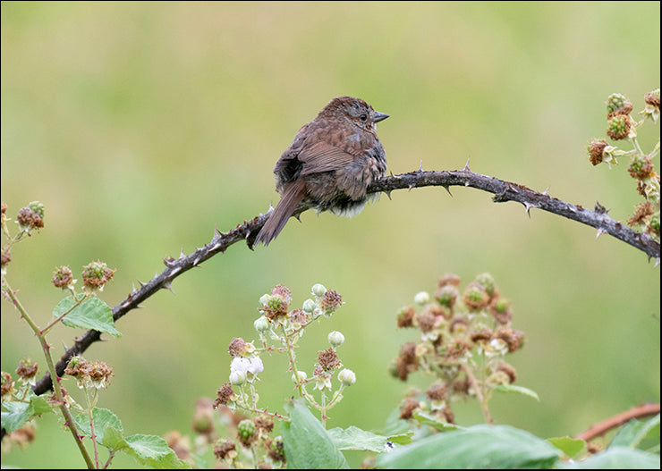 CRO-1720 Resting Sparrow by Nancy Crowell, available in multiple sizes