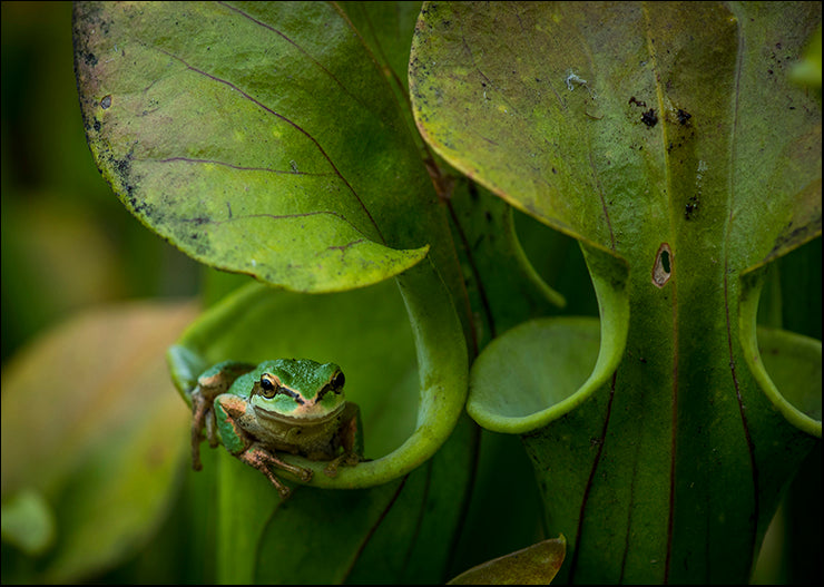 CRO-1830 Arboreal Refuge by Nancy Crowell, available in multiple sizes