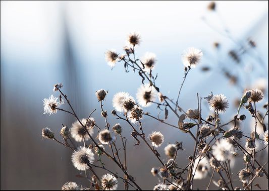 CRO-1897 Spring Fluff by Nancy Crowell, available in multiple sizes