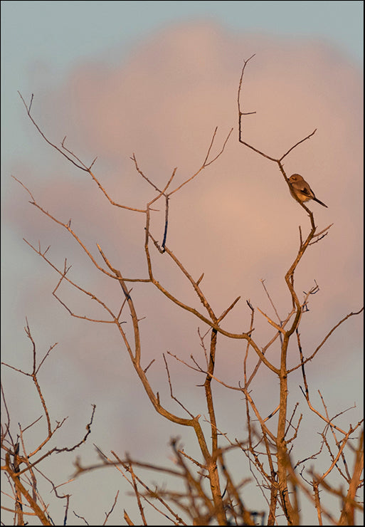 CRO-1931-ALT-V1 At Dawn by Nancy Crowell, available in multiple sizes