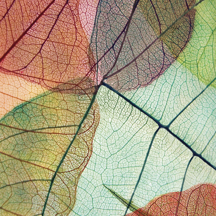 CST02 Veins of Life II, available in multiple sizes - Chamton