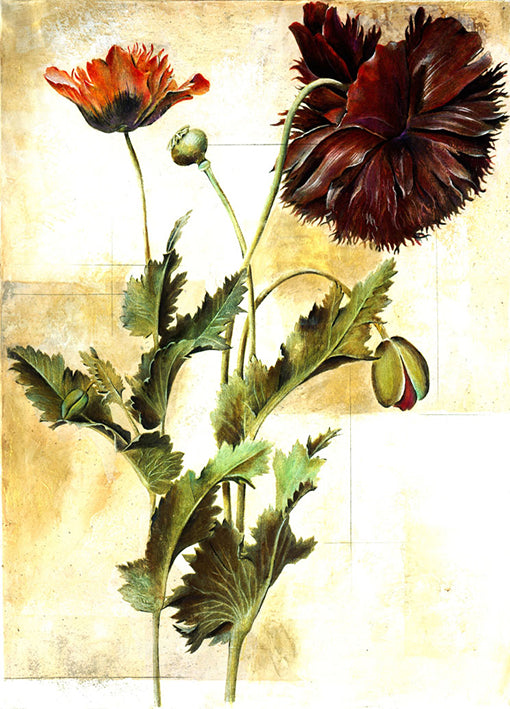86311 Poppy Peony Illustration, by Carney, available in multiple sizes