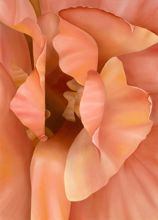 98564 Orchid, by Cole, available in multiple sizes